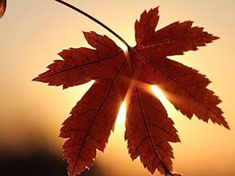 自考專科有什么條件